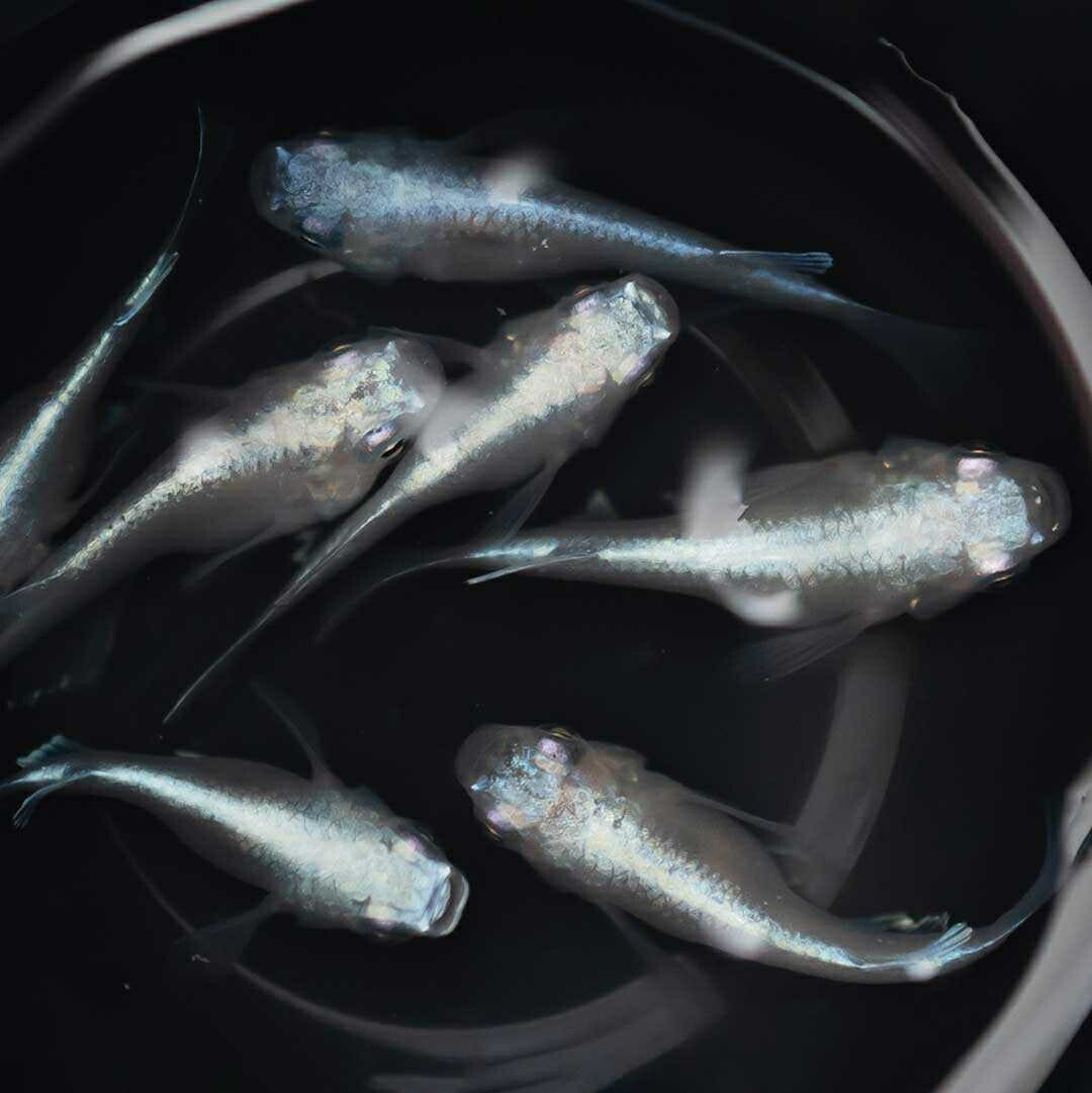 メダカ | 幹之ダルマメダカ成魚ペア - 種親クラスの美しい観賞用