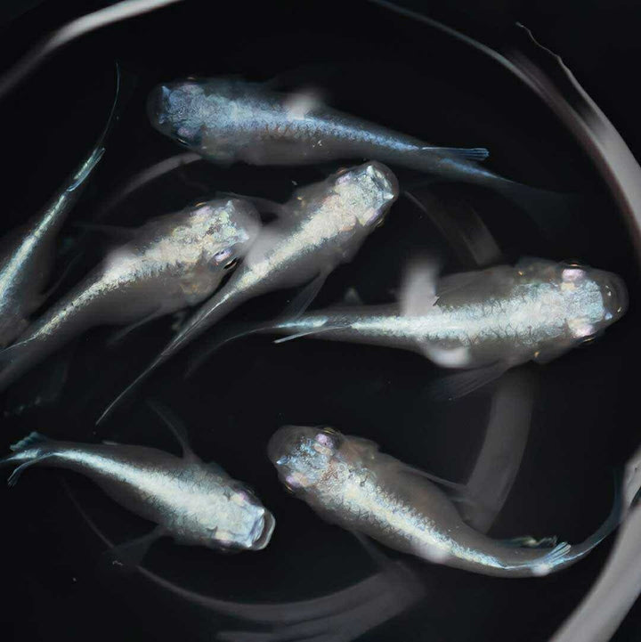 メダカ | 幹之ダルマメダカ成魚ペア - 種親クラスの美しい観賞用