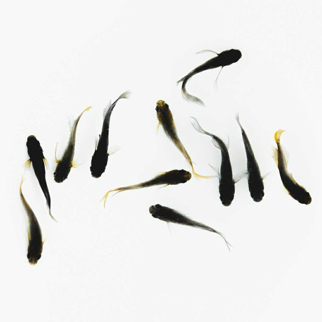 メダカ | ブラックスワローヒカリメダカ 卵 15個セット（おまけ付き）- アクアリウム用安心飼育キット