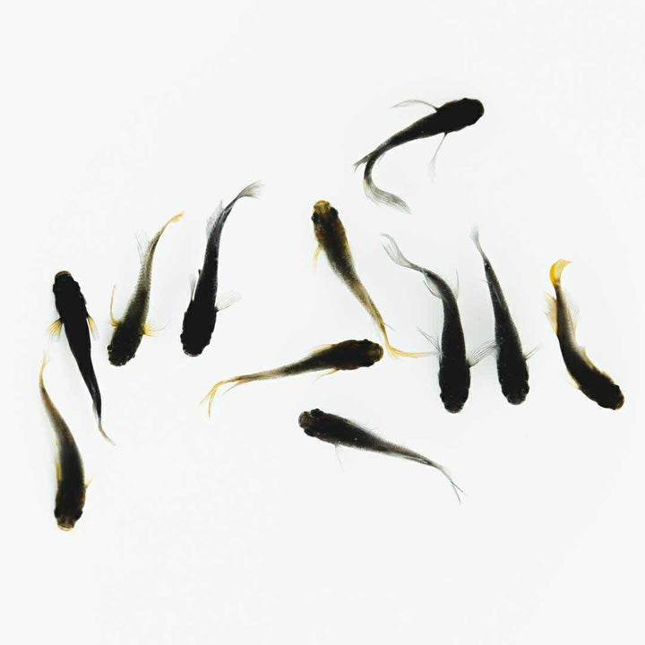 メダカ | ブラックスワローヒカリメダカ 卵 15個セット（おまけ付き）- アクアリウム用安心飼育キット