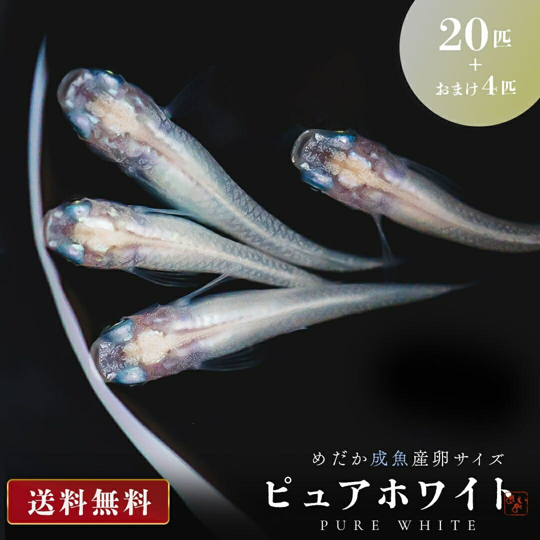メダカ | ピュアホワイトメダカ 成魚20匹セット アクアリウム用