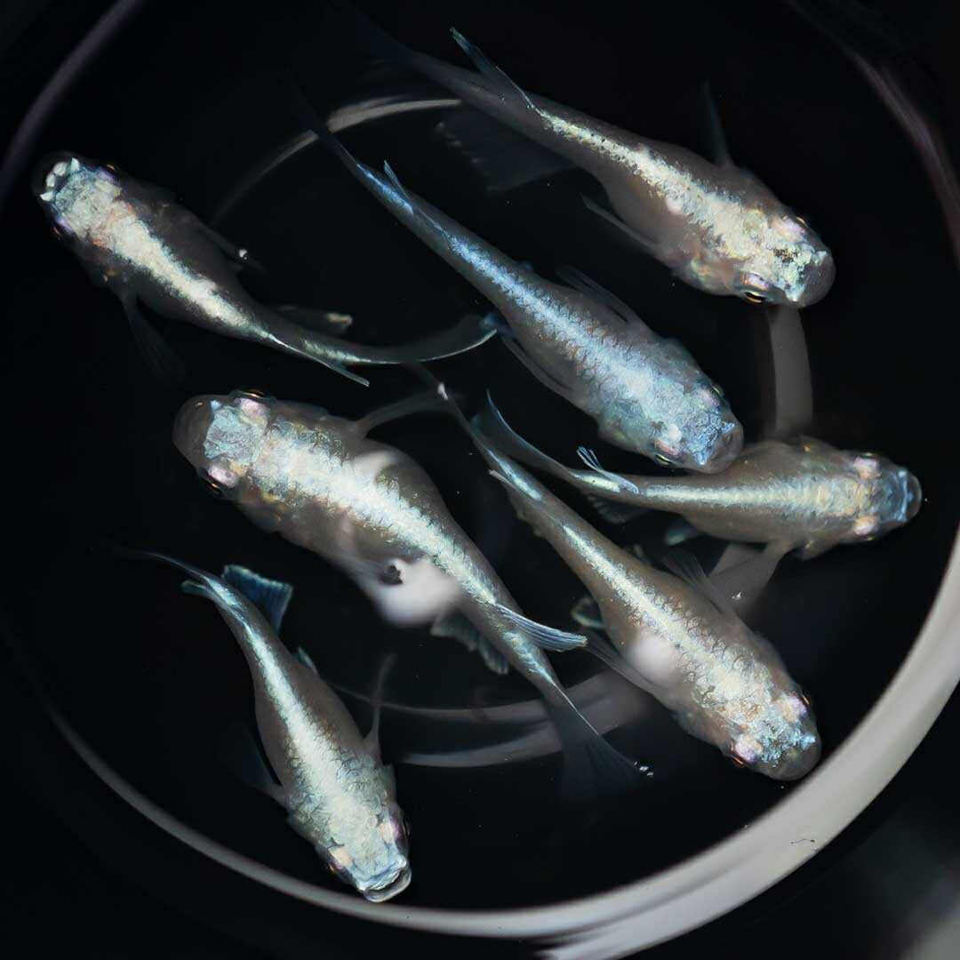 メダカ | 幹之ダルマメダカ成魚ペア - 種親クラスの美しい観賞用