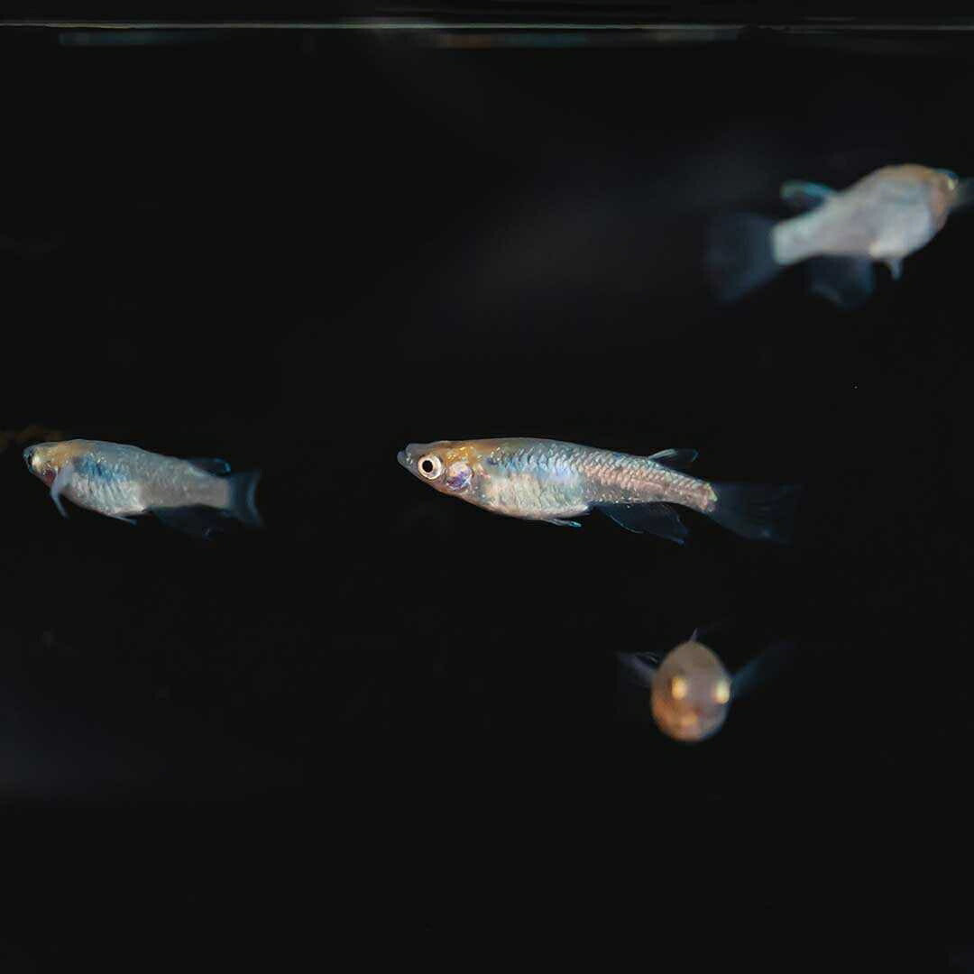 メダカ | 忘却の翼ラメメダカ 成魚ペアセット + 保証付き