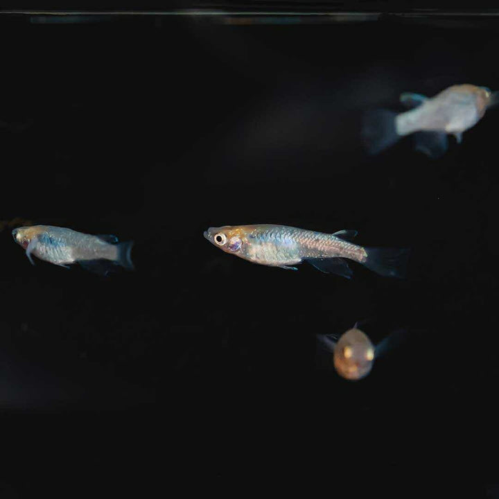 メダカ | 忘却の翼ラメメダカ 成魚ペアセット + 保証付き