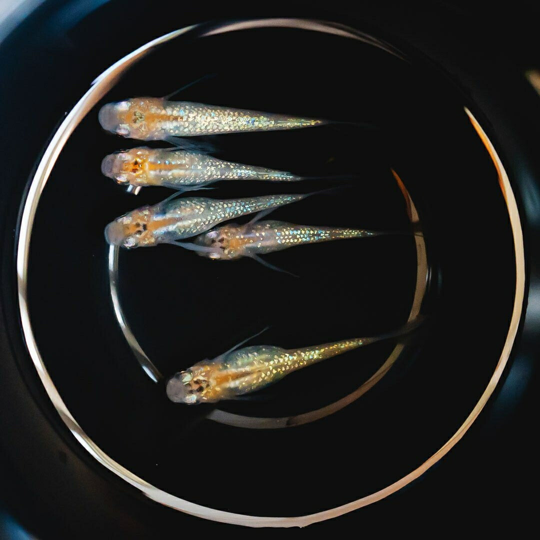 メダカ | 忘却の翼ラメメダカ成魚ペア - アクアリウム用厳選種
