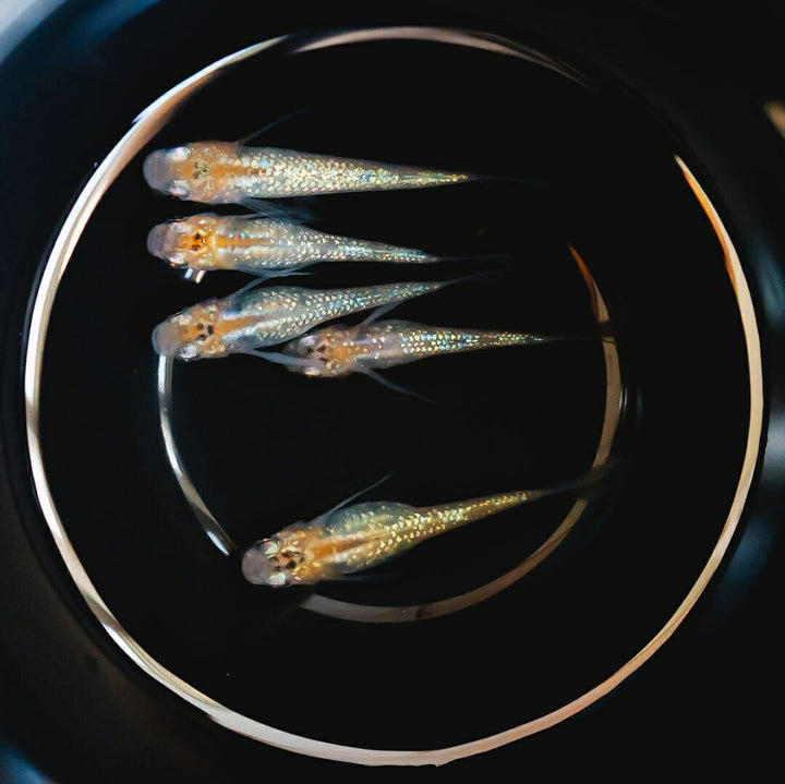 メダカ | 忘却の翼ラメメダカ成魚ペア - アクアリウム用厳選種