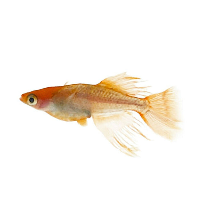 メダカ | 竜章鳳姿メダカ卵セット 10+5個 お手入れ簡単