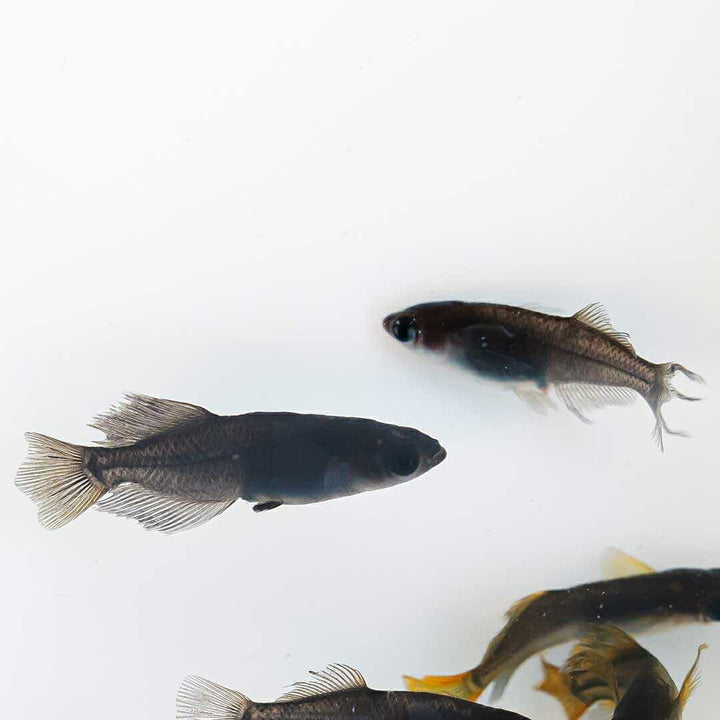メダカ | ブラックスワローヒカリメダカ 卵 15個セット（おまけ付き）- アクアリウム用安心飼育キット