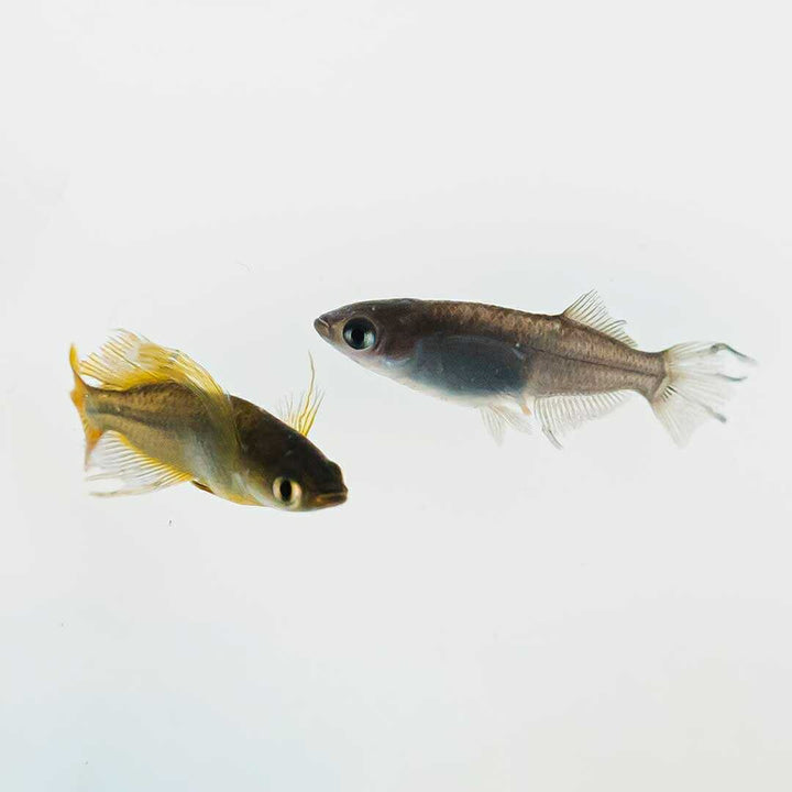 メダカ | ブラックスワローヒカリメダカ 卵 15個セット（おまけ付き）- アクアリウム用安心飼育キット