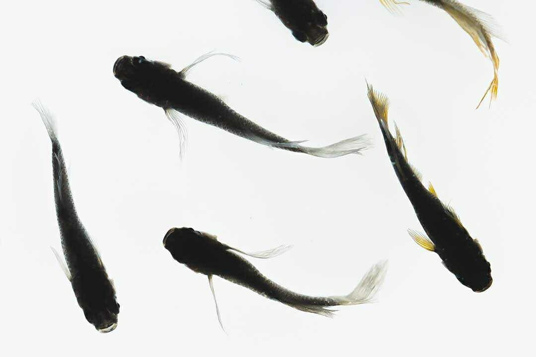 メダカ | ブラックスワローヒカリメダカ 卵 15個セット（おまけ付き）- アクアリウム用安心飼育キット