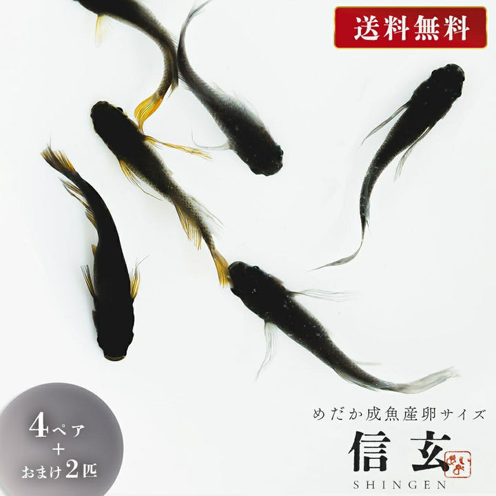 メダカ | 信玄ブラックスワローヒカリメダカ 4ペア成魚セット 泳ぐ宝石