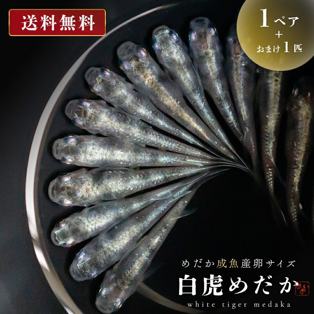 メダカ | 白虎メダカ 成魚ペア 産卵サイズ+保証付き