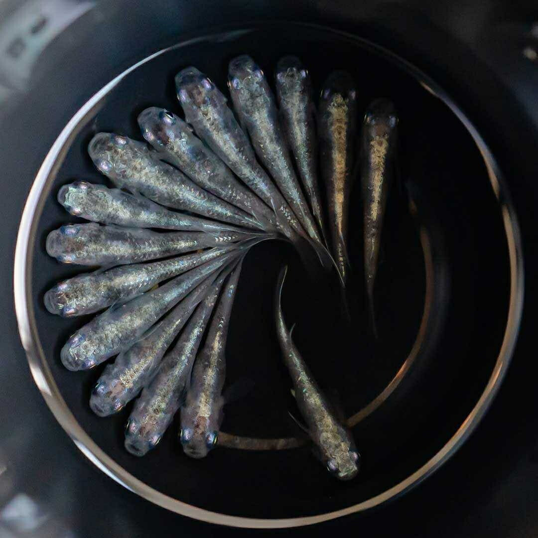 メダカ | 白虎メダカ成魚ペア2+1保証 - アクアリウム用厳選種