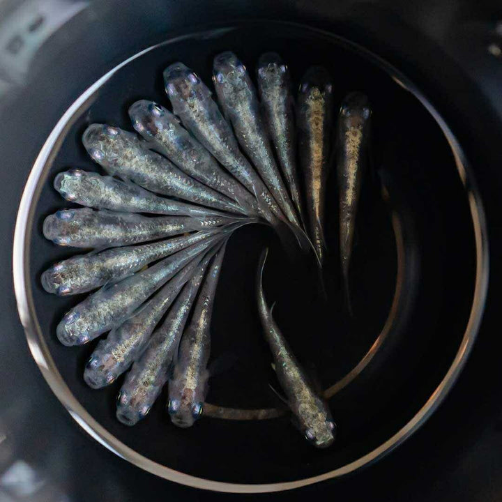 メダカ | 白虎メダカ成魚ペア2+1保証 - アクアリウム用厳選種