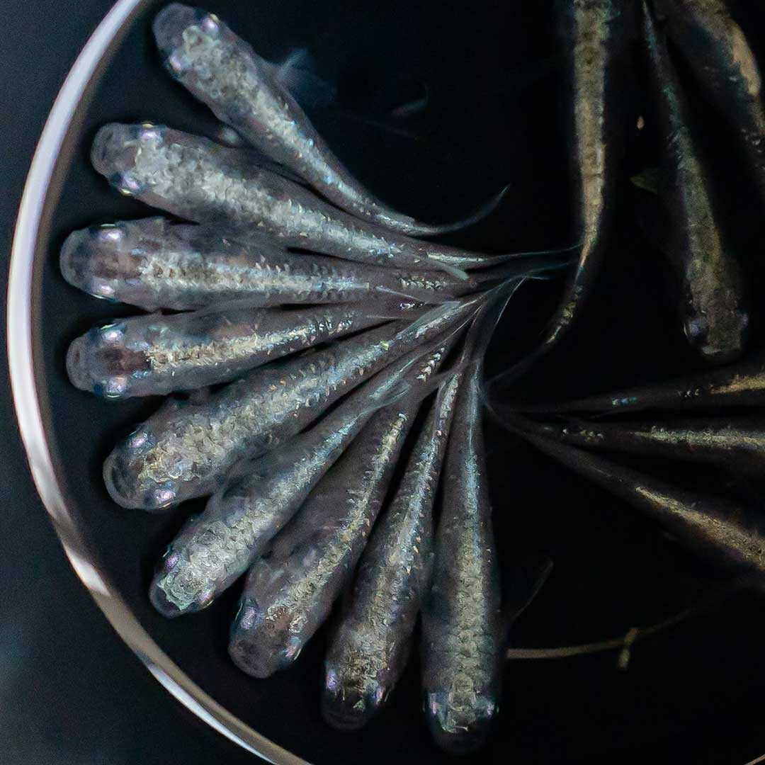 メダカ | 白虎メダカ成魚ペア2+1保証 - アクアリウム用厳選種