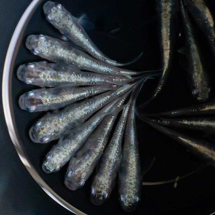 メダカ | 白虎メダカ成魚ペア2+1保証 - アクアリウム用厳選種