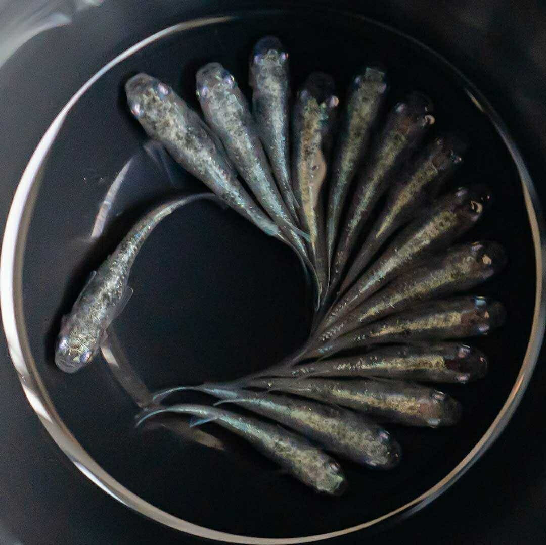 メダカ | 白虎メダカ成魚ペア2+1保証 - アクアリウム用厳選種