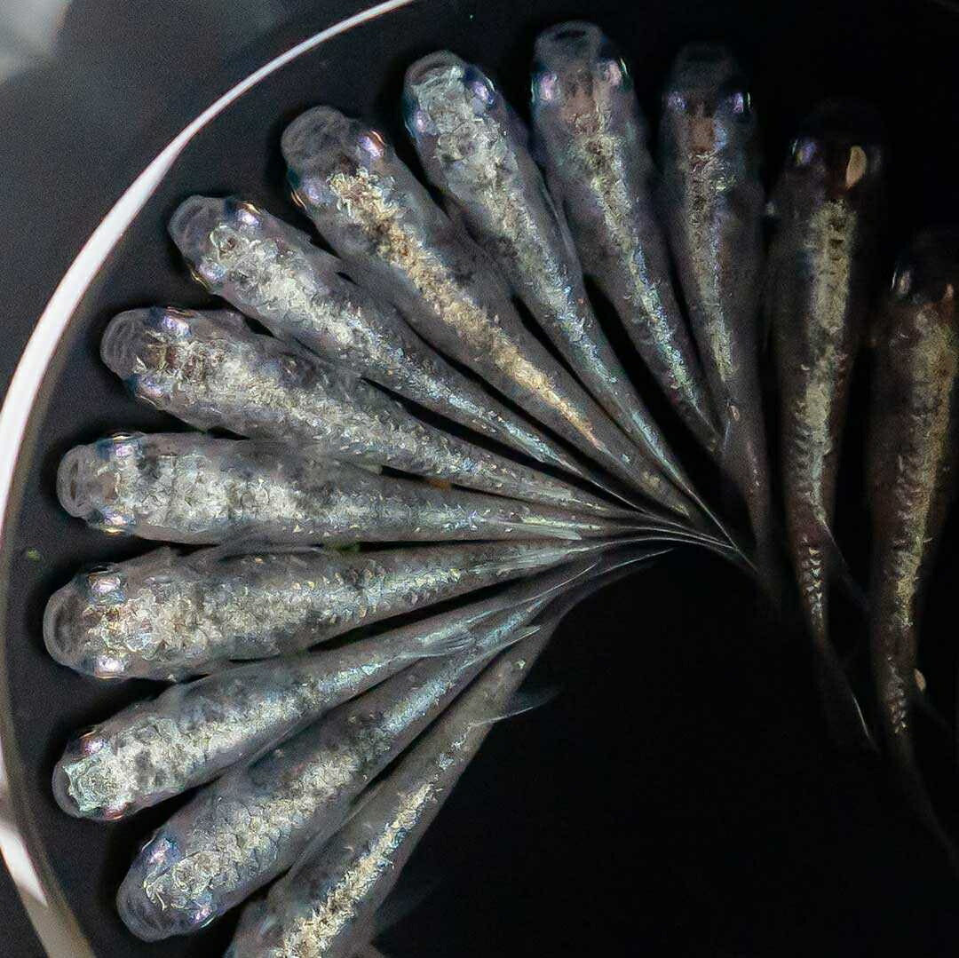 メダカ | 白虎メダカ稚魚セット 10+5個 おまけ付き - アクアリウム用安心飼育キット