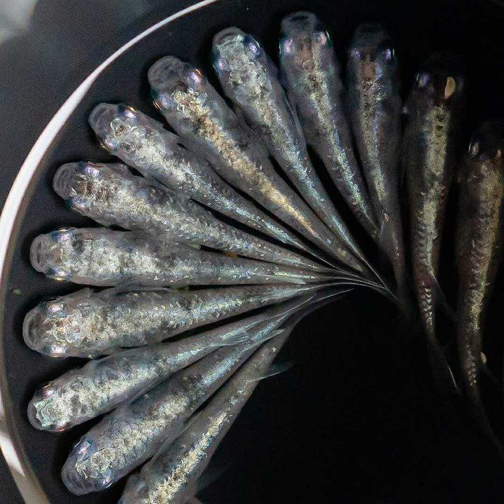 メダカ | 白虎メダカ稚魚セット 10+5個 おまけ付き - アクアリウム用安心飼育キット