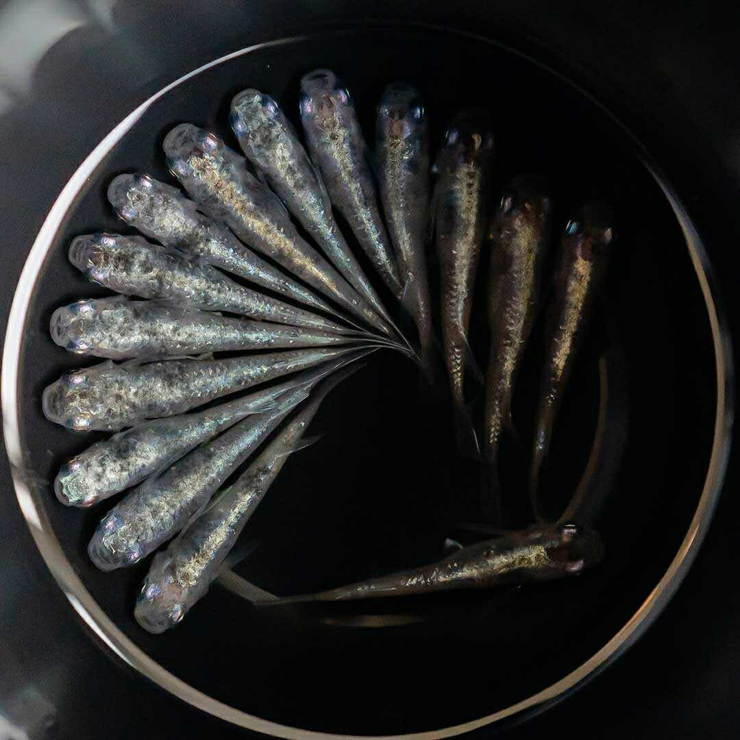 メダカ | 白虎メダカ稚魚セット 10+5個 おまけ付き - アクアリウム用安心飼育キット
