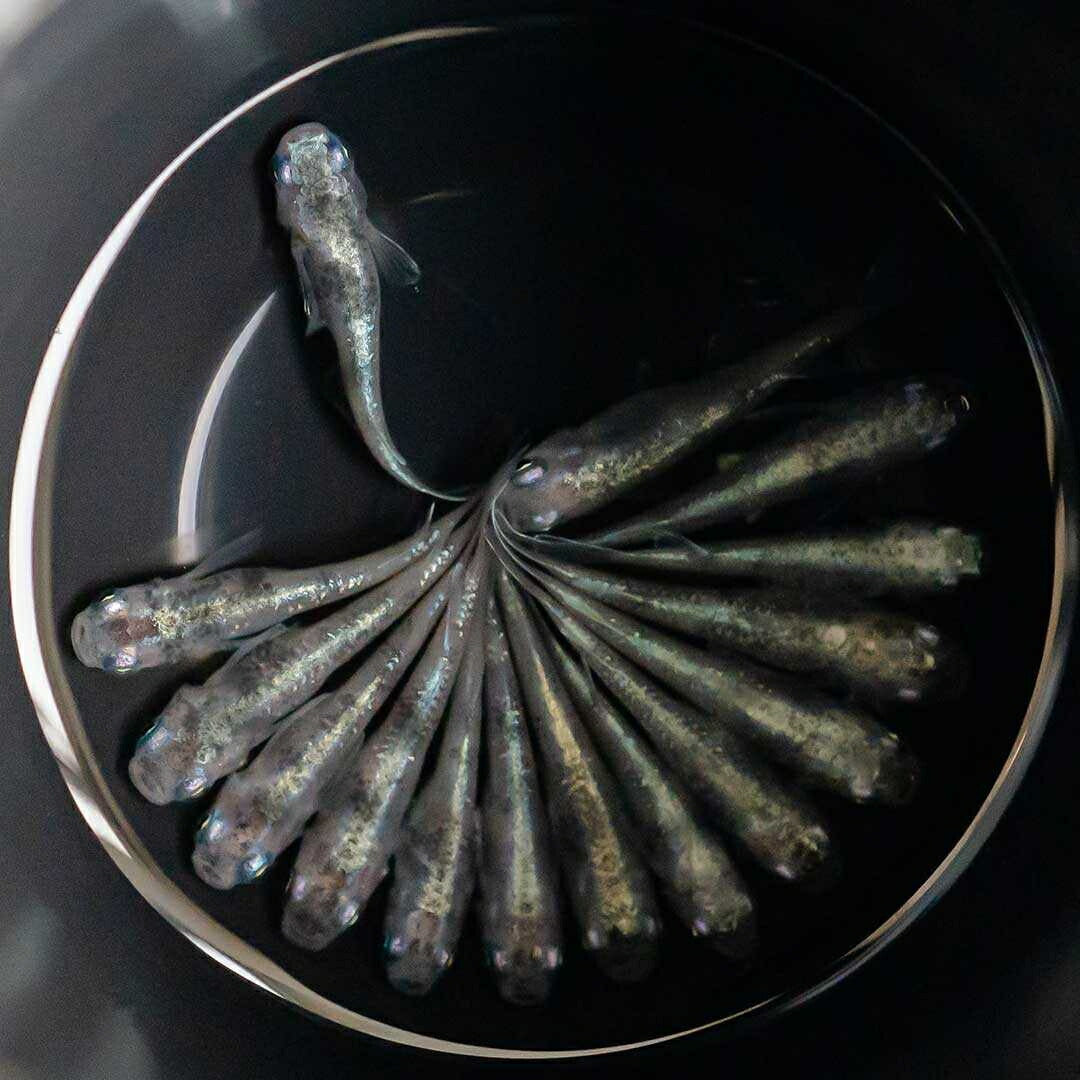 メダカ | 白虎メダカ 成魚ペア 産卵サイズ+保証付き