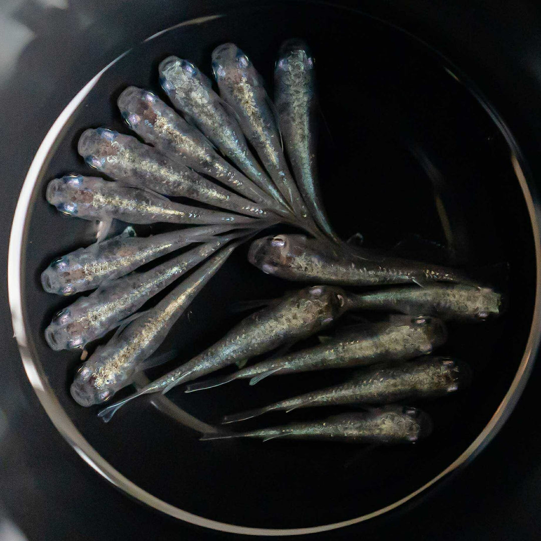 メダカ | 白虎メダカ成魚ペア2+1保証 - アクアリウム用厳選種