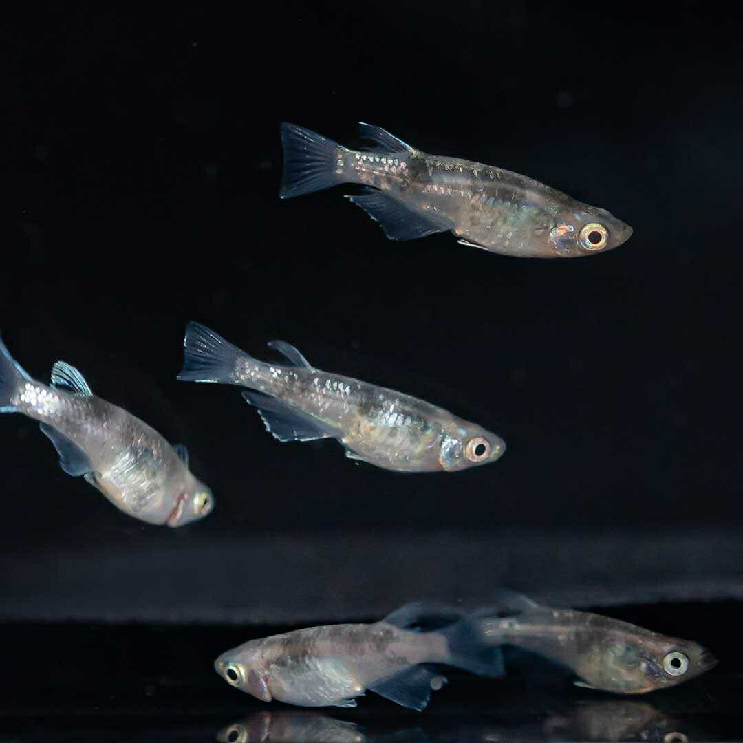 メダカ | 白虎メダカ成魚ペア2+1保証 - アクアリウム用厳選種
