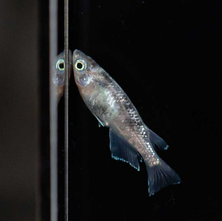 メダカ | 白虎メダカ成魚ペア2+1保証 - アクアリウム用厳選種