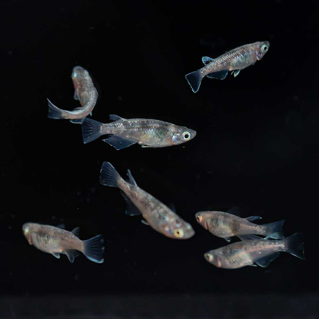 メダカ | 白虎メダカ 成魚ペア 産卵サイズ+保証付き