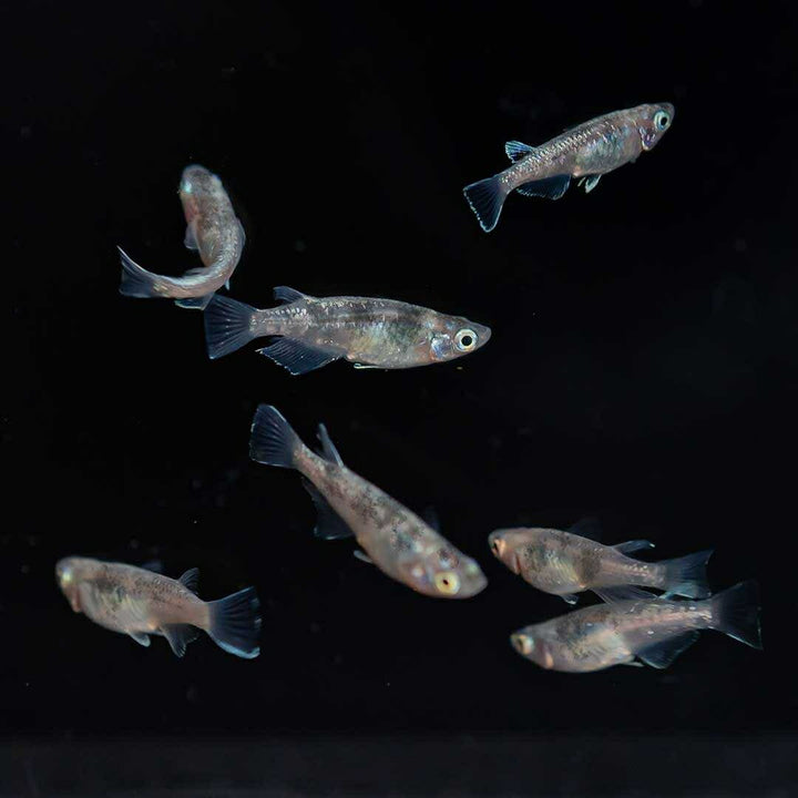 メダカ | 白虎メダカ 成魚ペア 産卵サイズ+保証付き