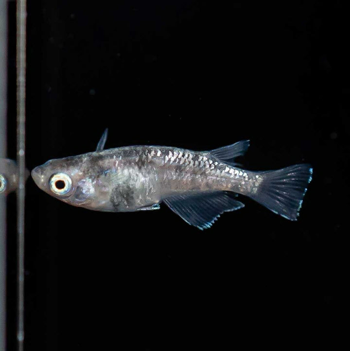 メダカ | 白虎メダカ成魚ペア2+1保証 - アクアリウム用厳選種