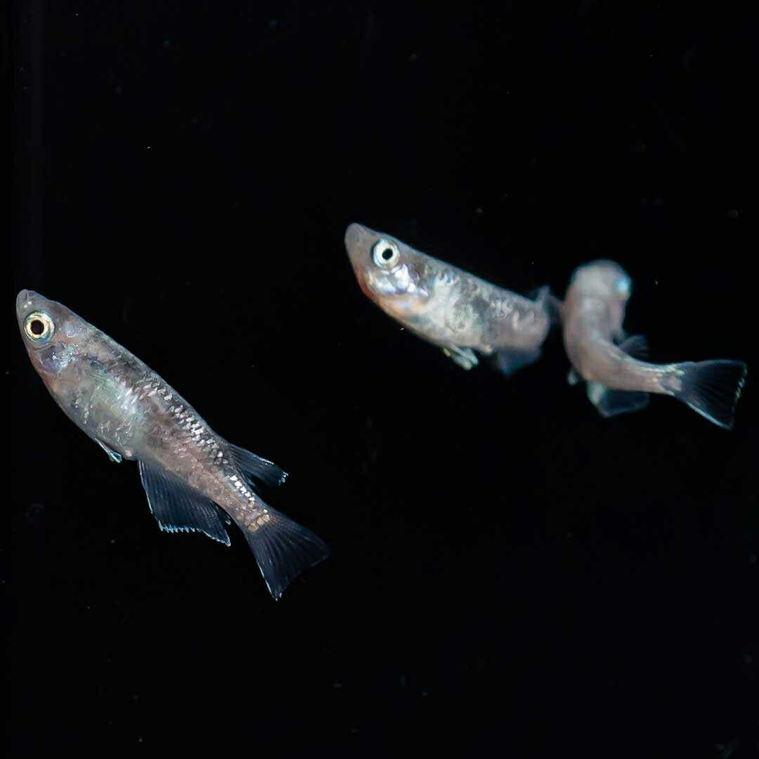 メダカ | 白虎メダカ成魚ペア2+1保証 - アクアリウム用厳選種