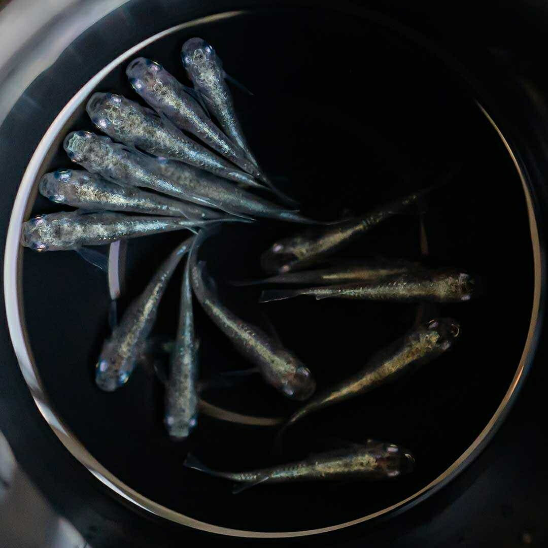 メダカ | 白虎メダカ成魚ペア2+1保証 - アクアリウム用厳選種
