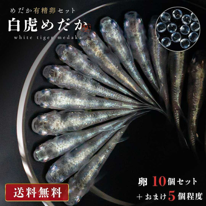 メダカ | 白虎メダカ稚魚セット 10+5個 おまけ付き - アクアリウム用安心飼育キット