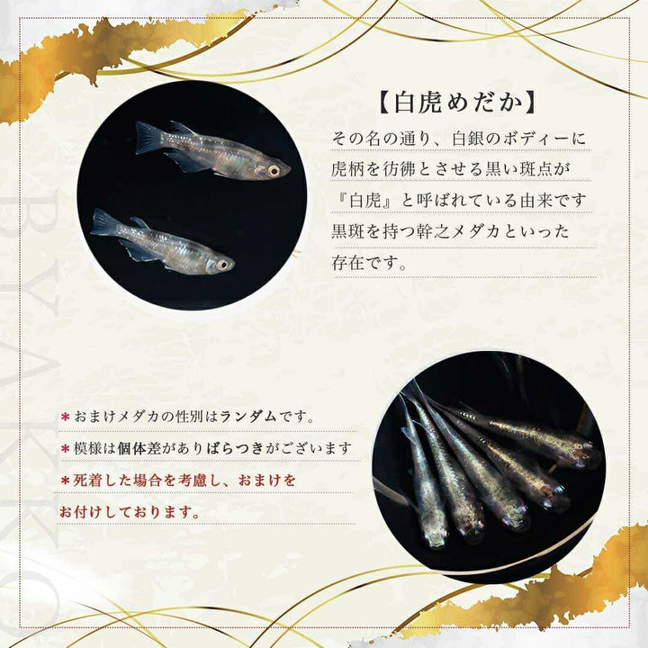 メダカ | 白虎メダカ稚魚セット 10+5個 おまけ付き - アクアリウム用安心飼育キット