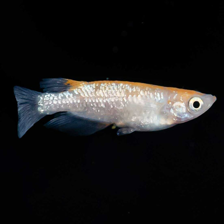 メダカ | 三色ラメメダカ 成魚ペア+保証 泳ぐ宝石