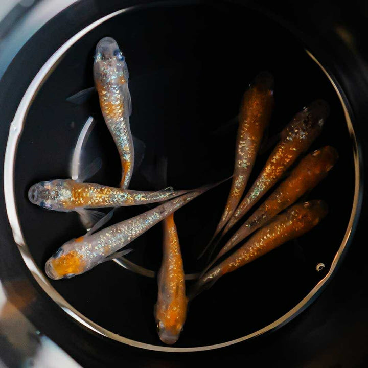 メダカ | 三色ラメメダカ成魚ペアセット - 産卵サイズ・観察用
