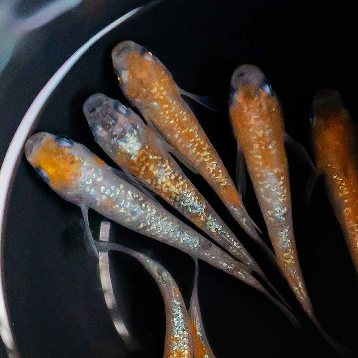 メダカ | 三色ラメメダカ成魚ペアセット - 産卵サイズ・観察用