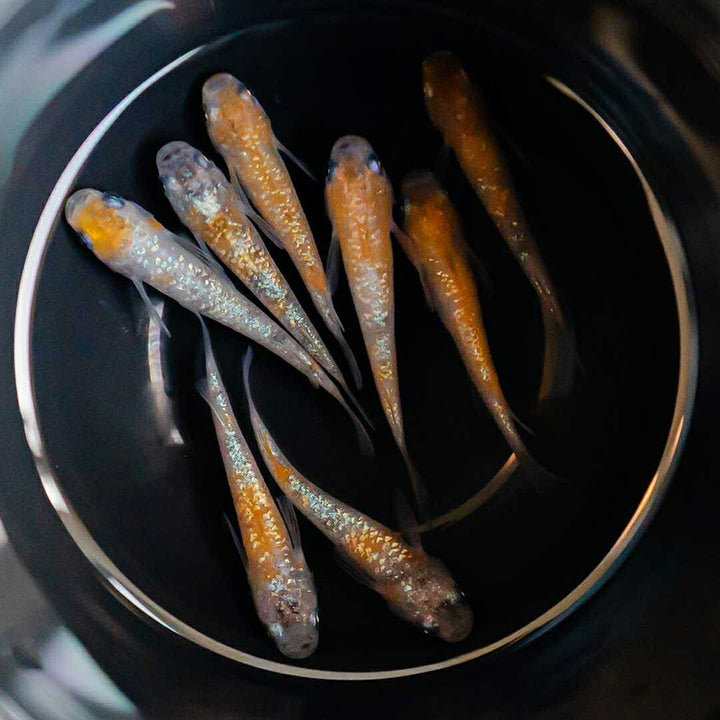 メダカ | 三色ラメメダカ 成魚ペア+保証 泳ぐ宝石