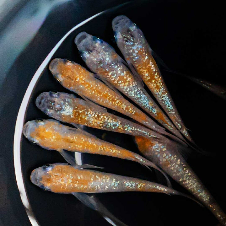 メダカ | 三色ラメメダカ 成魚ペア+保証 泳ぐ宝石
