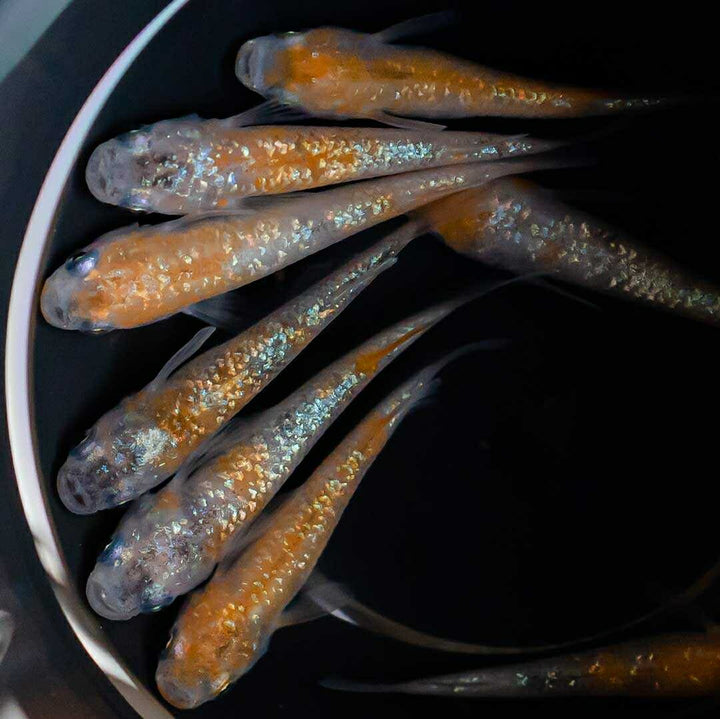 メダカ | 三色ラメメダカ 成魚ペア+保証 泳ぐ宝石