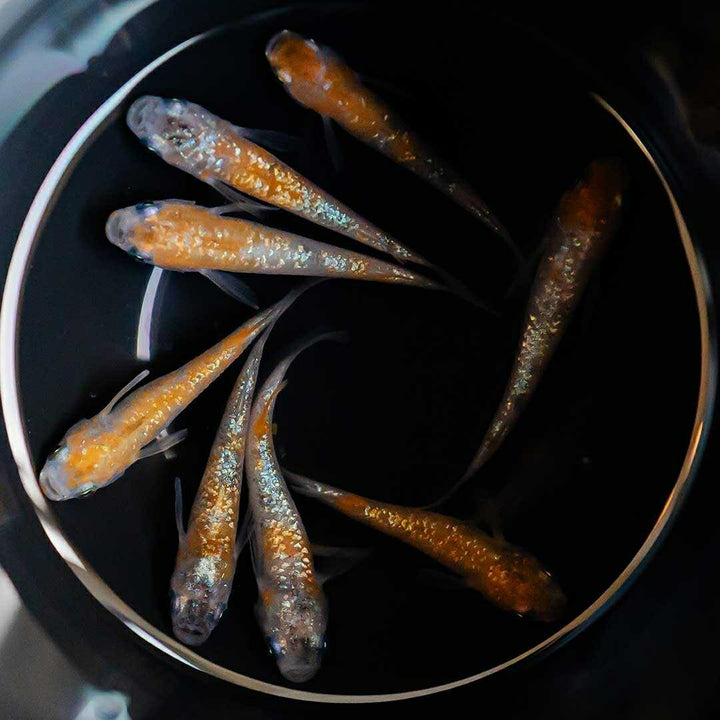 メダカ | 三色ラメメダカ 成魚ペア+保証 泳ぐ宝石