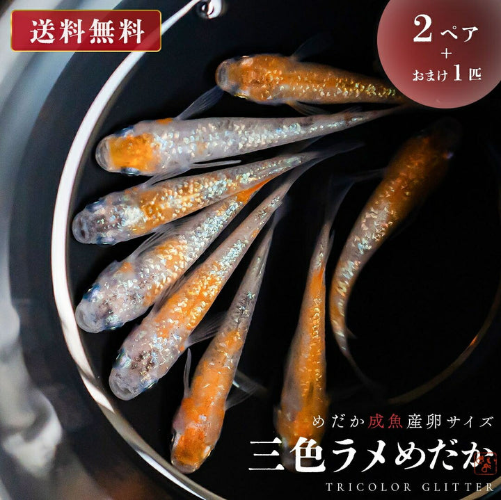 メダカ | 三色ラメメダカ成魚ペアセット - 産卵サイズ・観察用