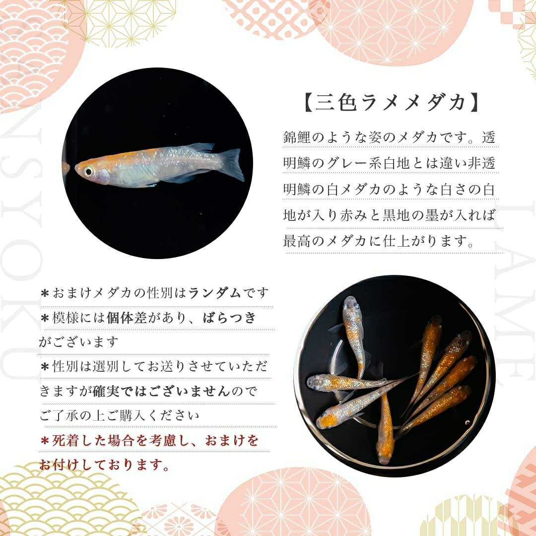 メダカ | 三色ラメメダカ成魚ペアセット - 産卵サイズ・観察用