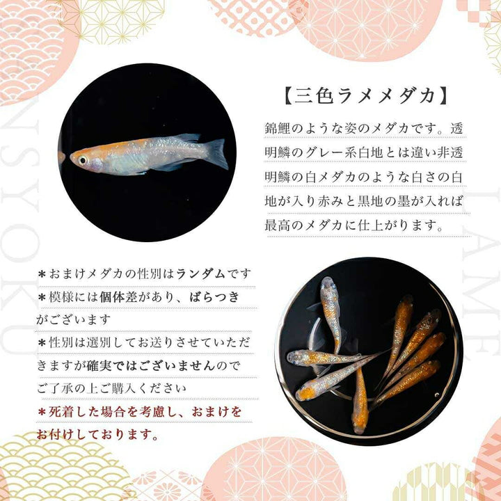 メダカ | 三色ラメメダカ成魚ペアセット - 産卵サイズ・観察用
