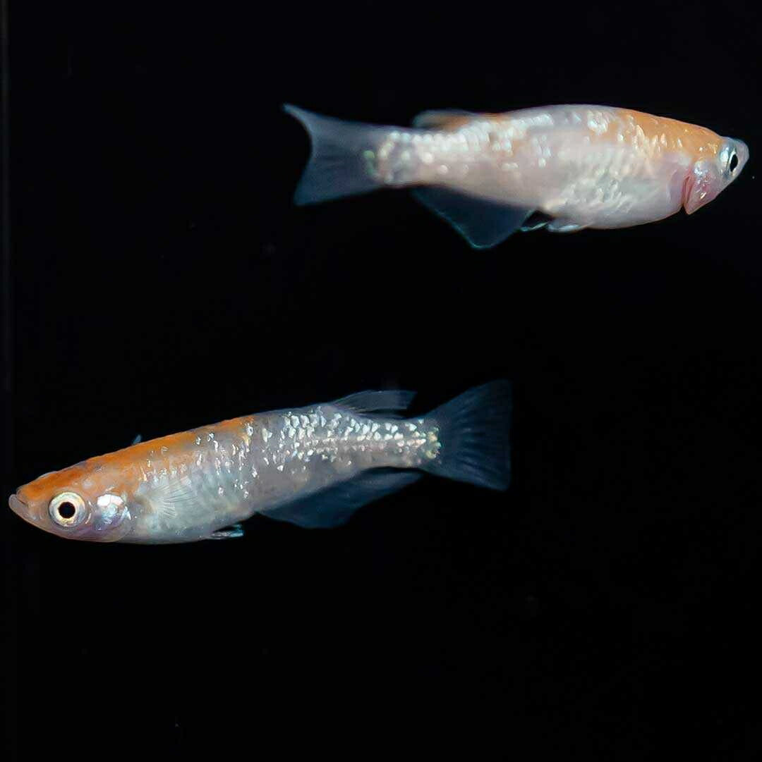 メダカ | 三色ラメメダカ成魚ペアセット - 産卵サイズ・観察用
