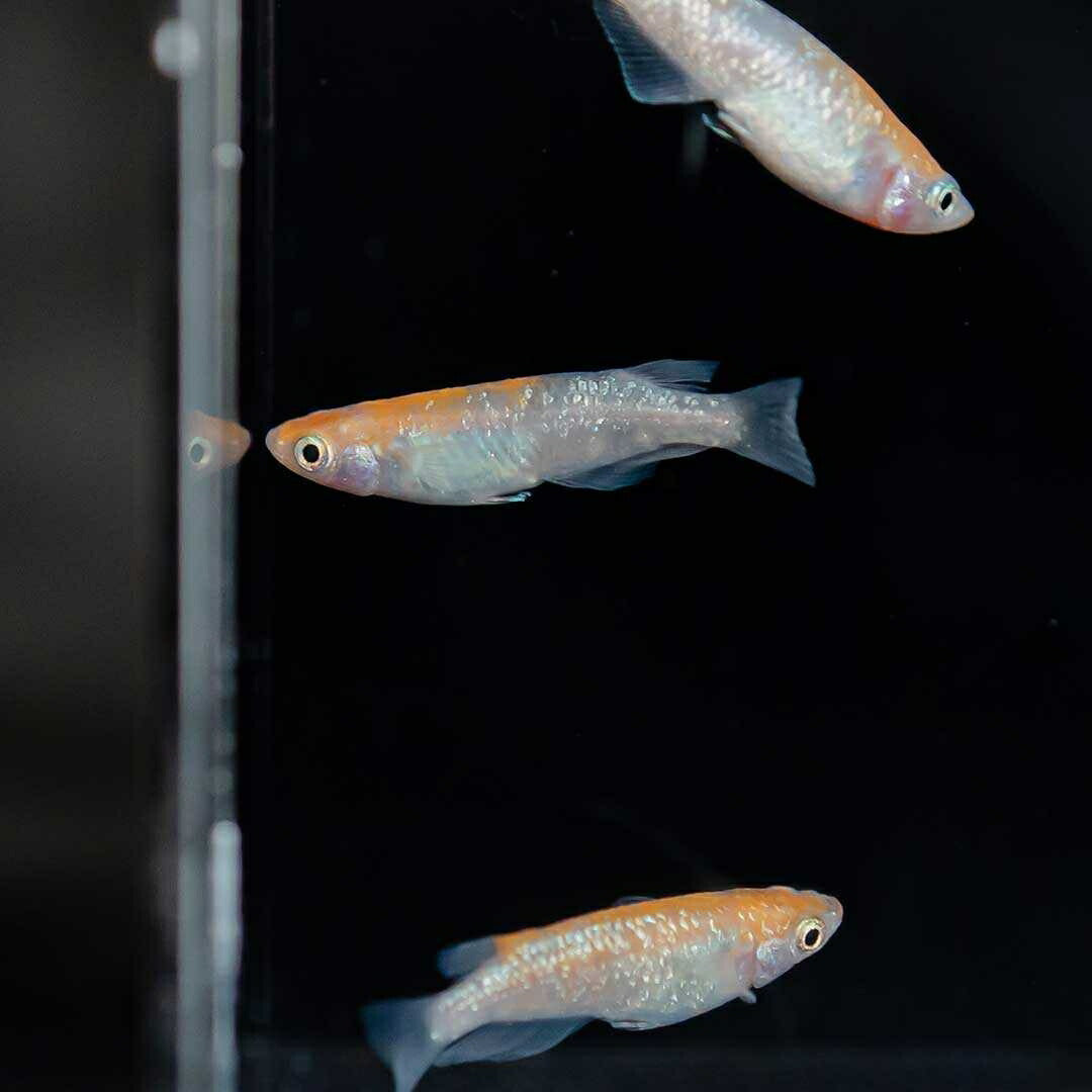 メダカ | 三色ラメメダカ成魚ペアセット - 産卵サイズ・観察用