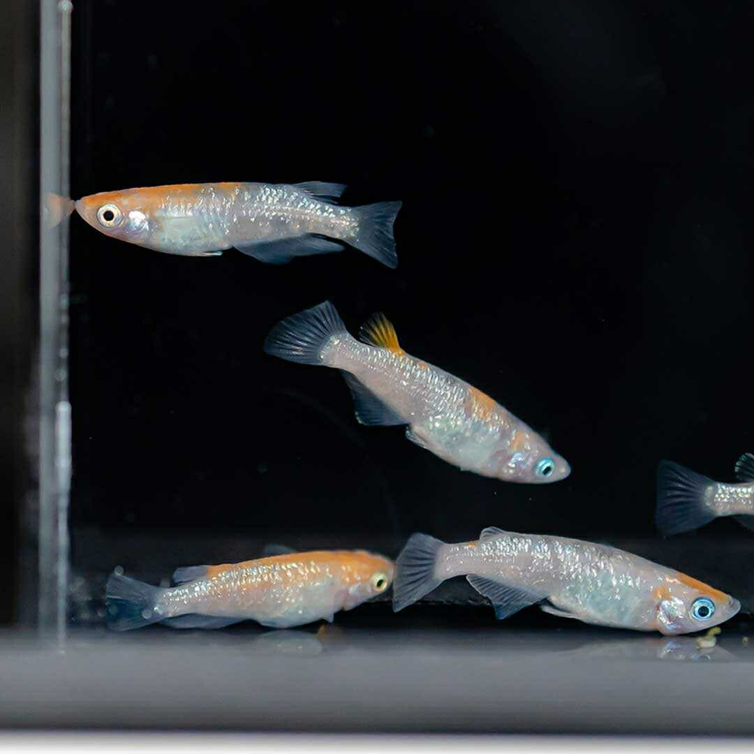 メダカ | 三色ラメメダカ成魚ペアセット - 産卵サイズ・観察用