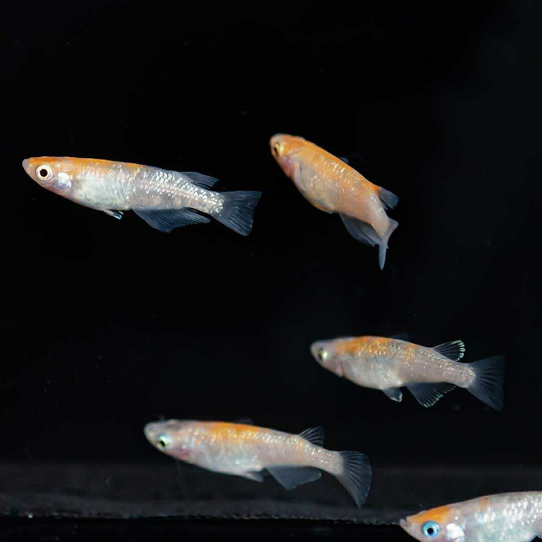 メダカ | 三色ラメメダカ成魚ペアセット - 産卵サイズ・観察用