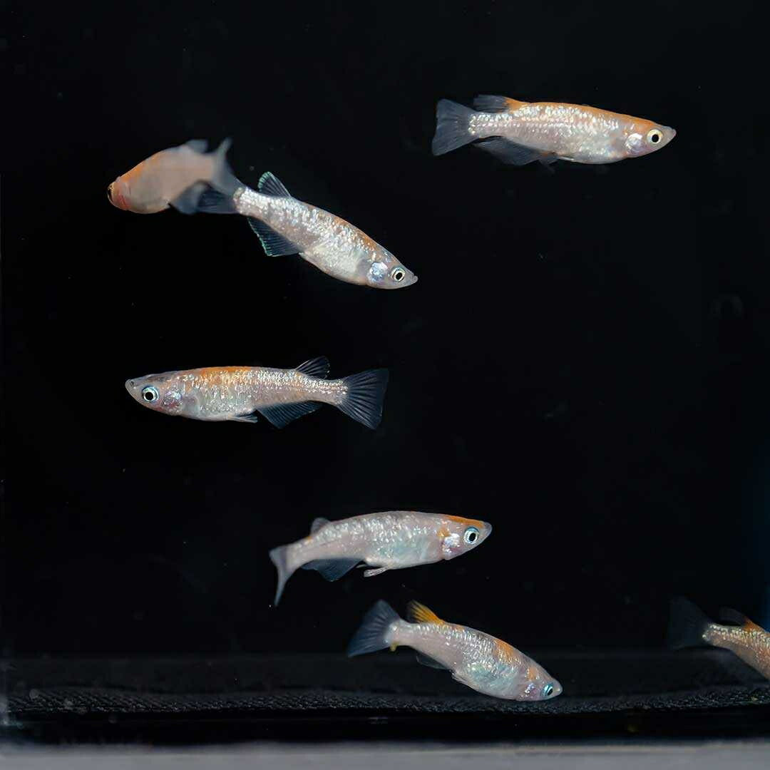 メダカ | 三色ラメメダカ成魚ペアセット - 産卵サイズ・観察用